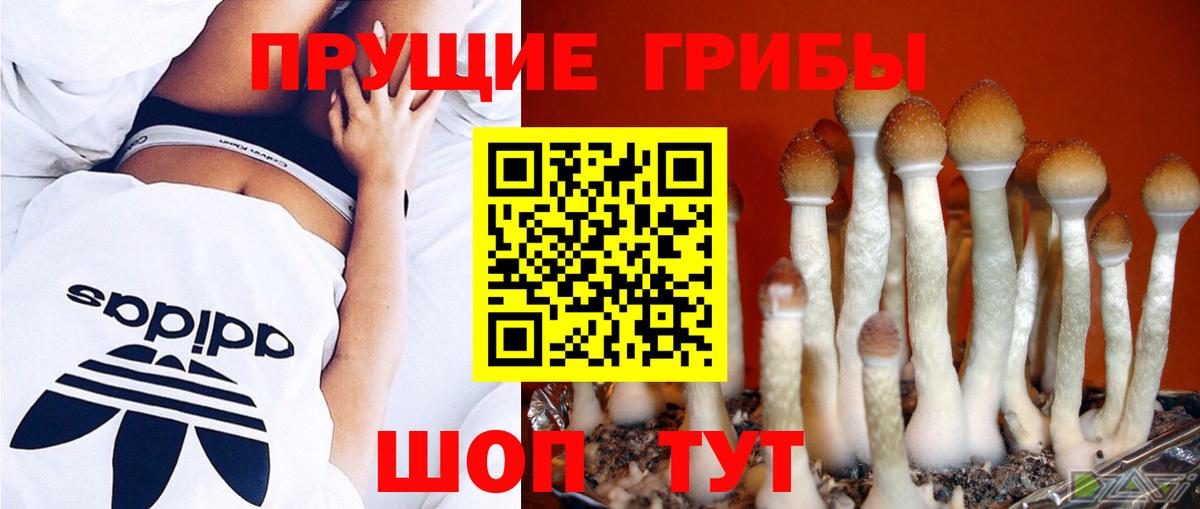 Псилоцибиновые грибы Psilocybe Видное